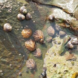 Kit de cría de caracoles ecológicos