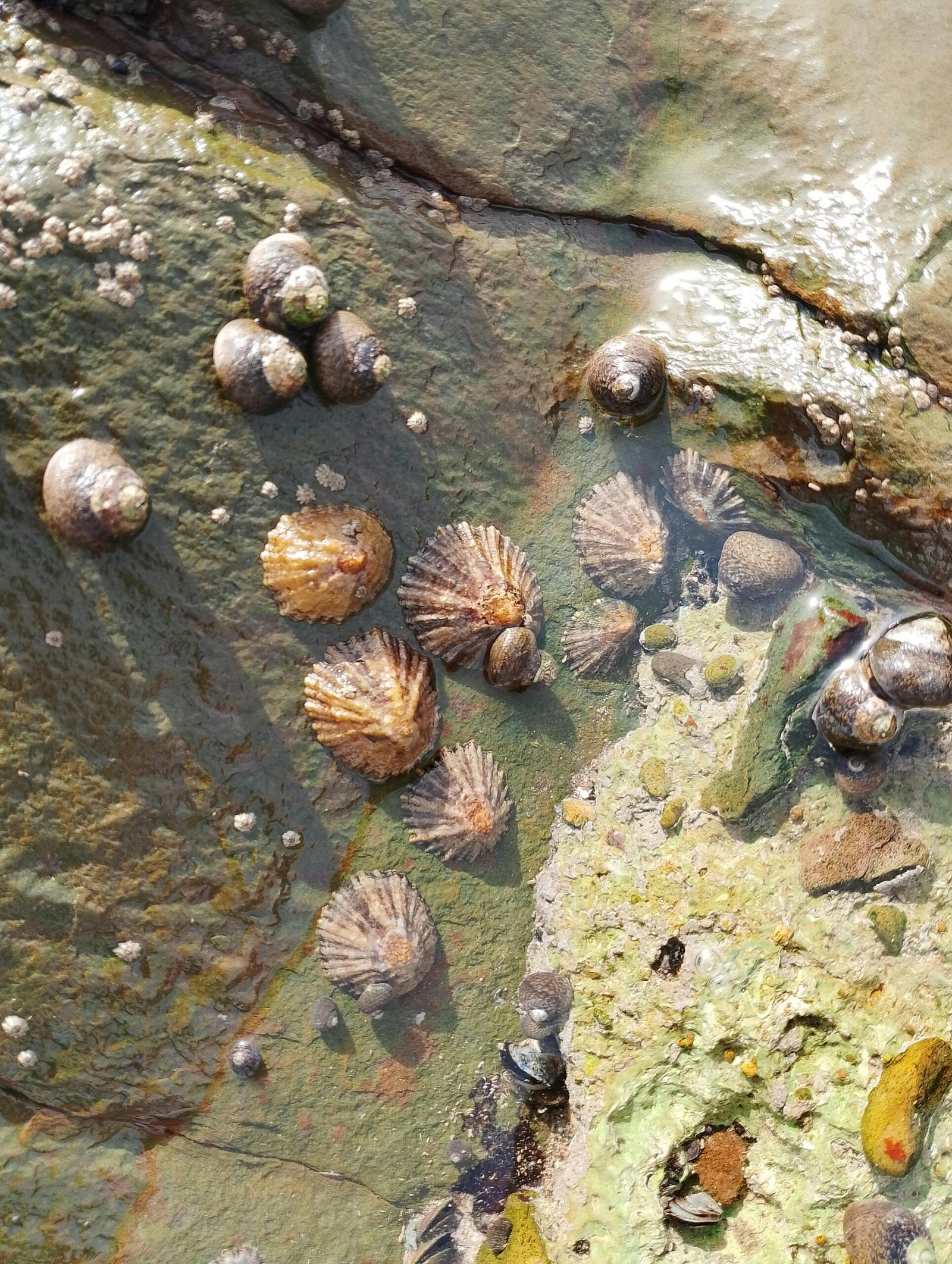 Kit de cría de caracoles ecológicos